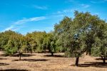 191007-04-Evora-03-Countrtyside-Cork-trees