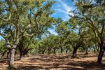 191007-08-Evora-07-Countrtyside-Harvested-Cork-trees