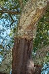 191007-09-Evora-08-Countrtyside-Harvested-Cork-trees