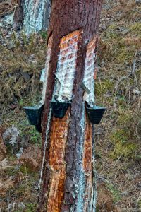 191012-02-01-Nazare-to-Coimbra-sap-collecting