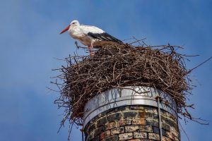 191014-14-Vista-Allegra-Stork