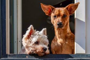 191022-09-Lisbon-dogs