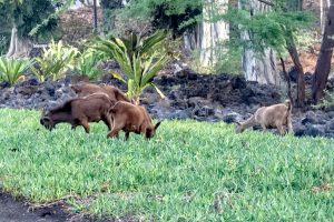 Photos-200114-1-1st-goat-siting-at-Mauna-Lani
