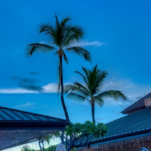 Photos-200114-3-King's-Shop-palms-at-dusk