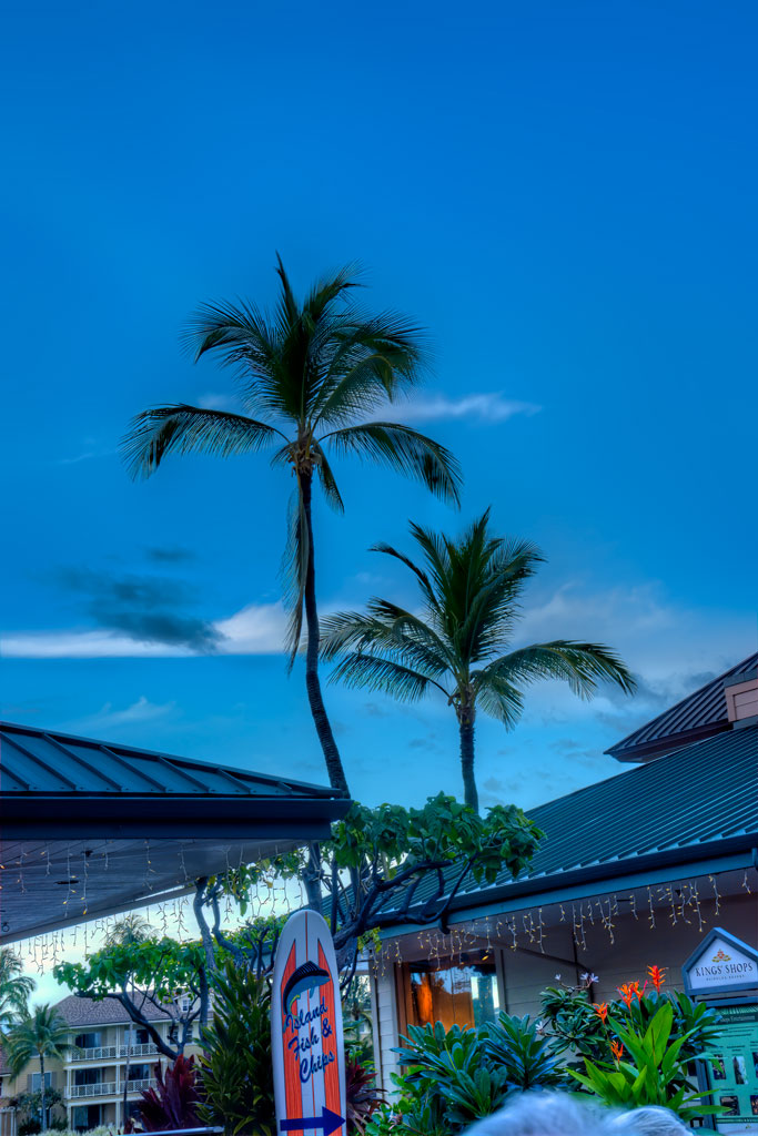 Photos-200114-3-King's-Shop-palms-at-dusk