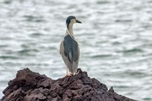 Photos-200115-3-Heron