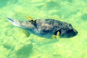 Photos-200118-04-Mauna-Lani-Fish-ponds-Puffer-Fish