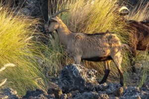 Photos-200118-15-Waikoloa-Goats