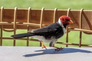 Photos---200119-06-Mauna-Lani-Orange-Beak-Cardinal