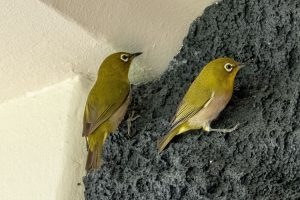 Photos---200119-07-Mauna-Lani-Japanese-White-eye