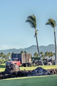 Photos---200129-01-Mauna-Lani-trimming-palm-trees