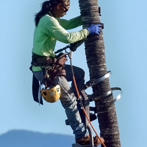 Photos---200129-02-Mauna-Lani-trimming-palm-trees