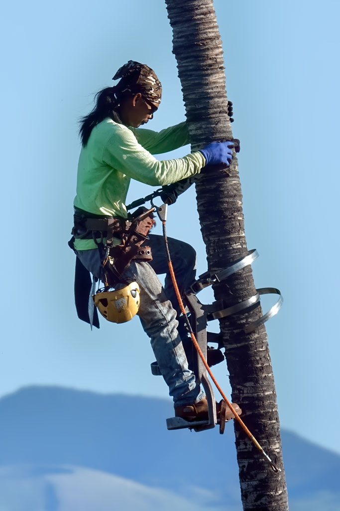 Photos---200129-02-Mauna-Lani-trimming-palm-trees