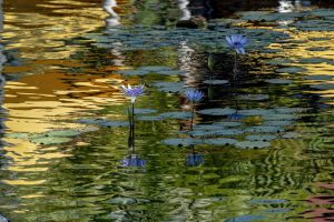 Photos---200214-10-koi-pond