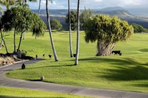 Photos---200214-14-Mai-Grill-Goats