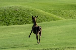 Photos---200214-15-Mai-Grill-Goats