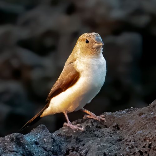 Photos---200215-01-Waxbill