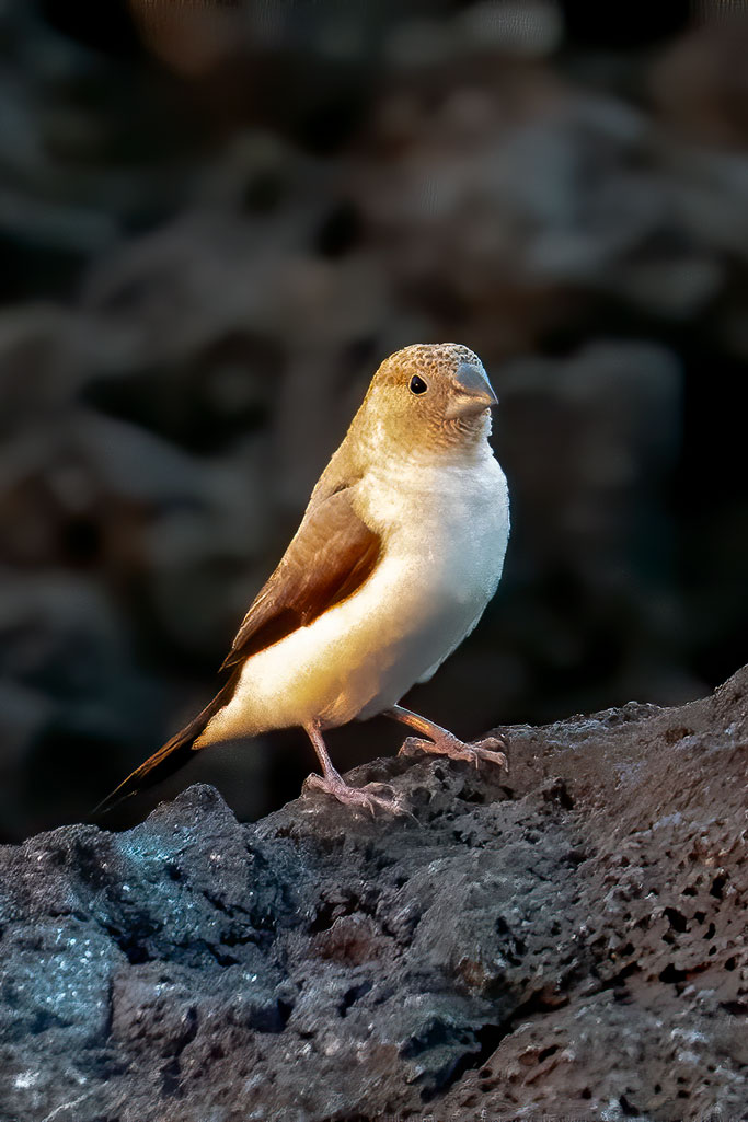 Photos---200215-01-Waxbill