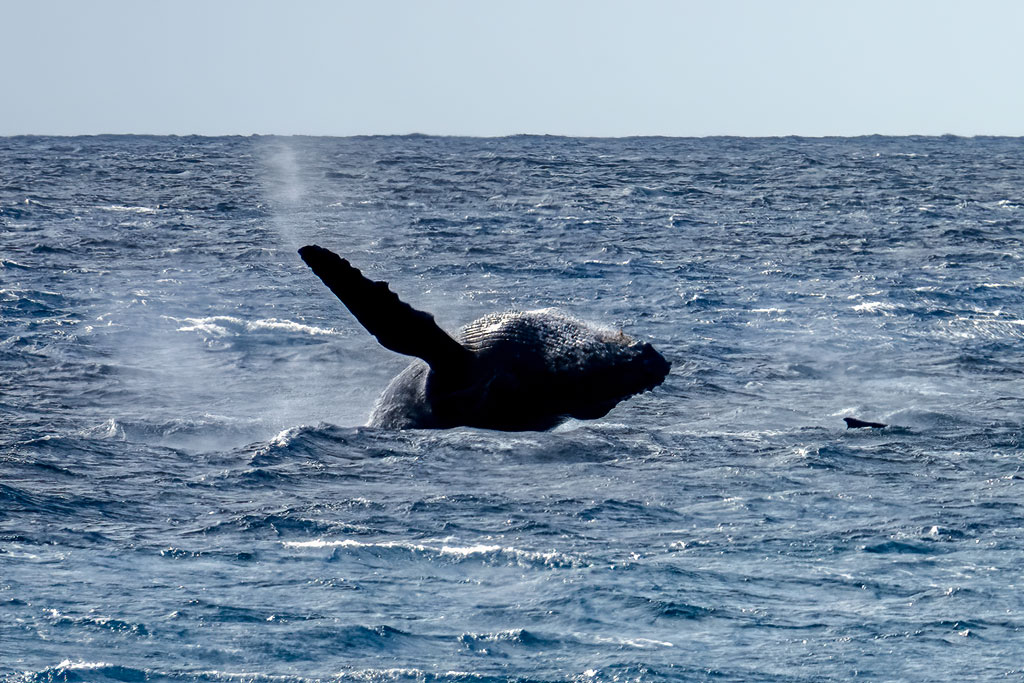Photos-200217-02-Whale
