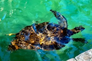 Photos---200228-02-HIlton-Waikoloa-Resort-Turtle