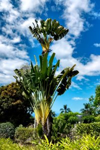 Photos---200228-06-Doutor-Mauka-Meadows