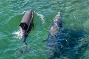 Photos---200228-06-HIlton-Waikoloa-Resort-Dolphins