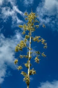 Photos---200228-07-Doutor-Mauka-Meadows