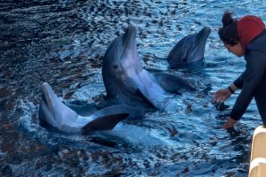 Photos---200228-07-HIlton-Waikoloa-Resort-Dolphins