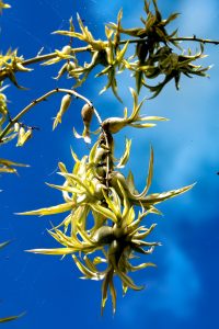 Photos---200228-08-Doutor-Mauka-Meadows