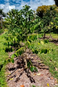 Photos---200228-10-Doutor-Mauka-Meadows-Coffee-Tree