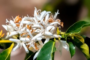 Photos---200228-12-Doutor-Mauka-Meadows-Kona-Snow