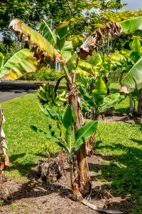 Photos---200228-16-Doutor-Mauka-Meadows-Bananas