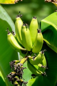 Photos---200228-17-Doutor-Mauka-Meadows-Bananas