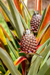 Photos---200228-18-Doutor-Mauka-Meadows-Pineapples