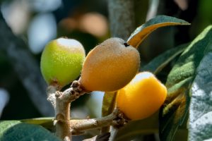 Photos---200228-19-Doutor-Mauka-Meadows-Loquat