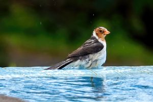 Photos---200228-21-Doutor-Mauka-Meadows-Yellow-Billed-Cardinal