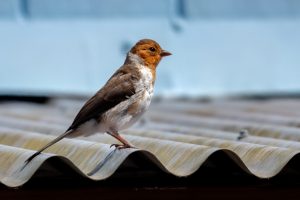Photos---200228-26-Holualoa-Village-Yellow-Billed-Cardinal