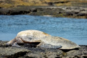 Photos---200229-05-Kaloko-Honokohau-aka-Turtle-Beach