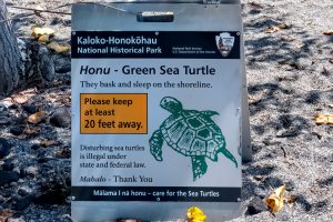 Photos---200229-06-Kaloko-Honokohau-aka-Turtle-Beach
