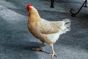 Photos---200303-10-Big-Island-Brewhaus-chicken