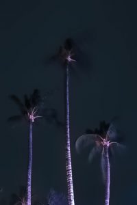 Photos---200307-15-Twilight-Talk-Story-@-Eva-Parker-Woods-Cottage-palm-in-strong-wind