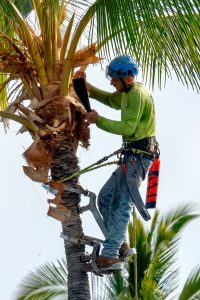 Photos---200312-01-Mauna-Lani-Trim-palm-trees