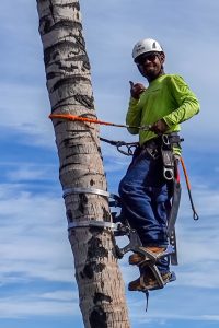 Photos---200312-02-Mauna-Lani-Trim-palm-trees