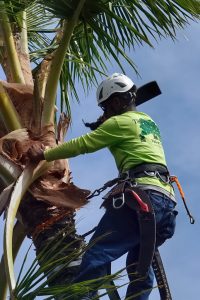 Photos---200312-03-Mauna-Lani-Trim-palm-trees