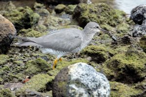 Photos-200314-01-Bird