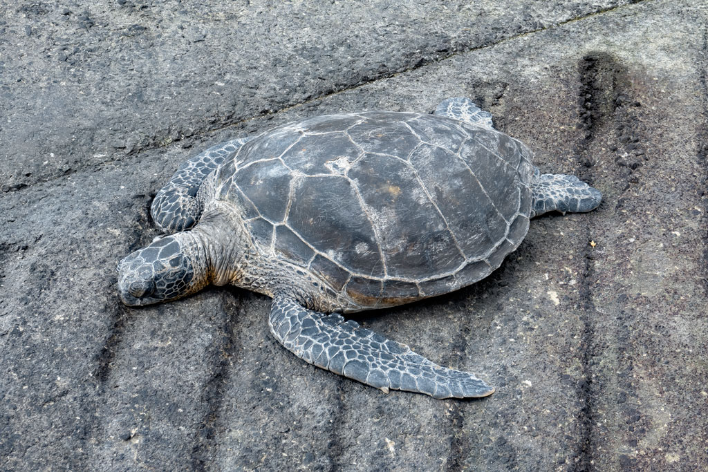 Photos-200314-02-turtle