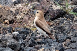 Photos-200314-04-Common-Waxbill