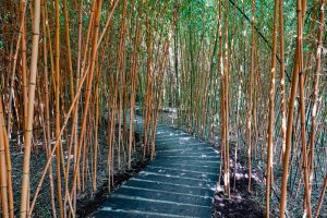 191011-11-Nazare-10-Buddha-Eden-Winery-garden